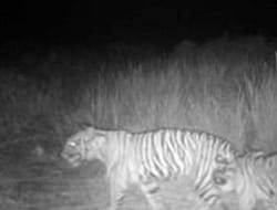 Harimau Sumatera Santap Kambing Umpan BKSDA Riau